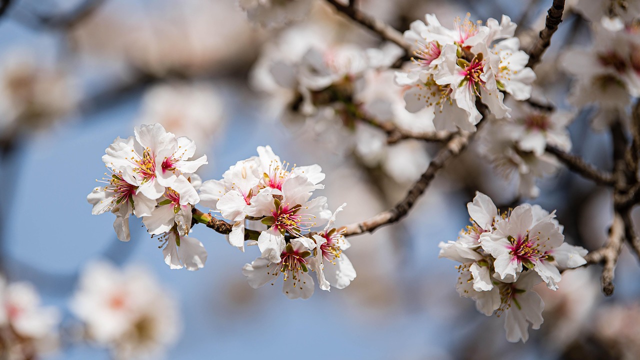 festivalul lalelelor pitesti