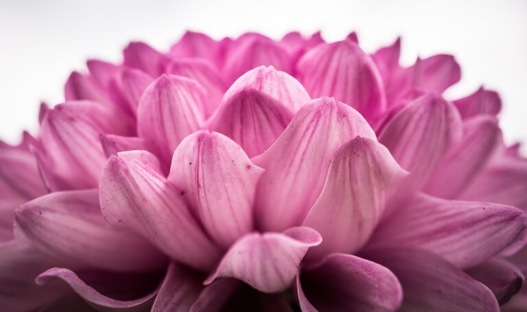 festivalul tuberozelor